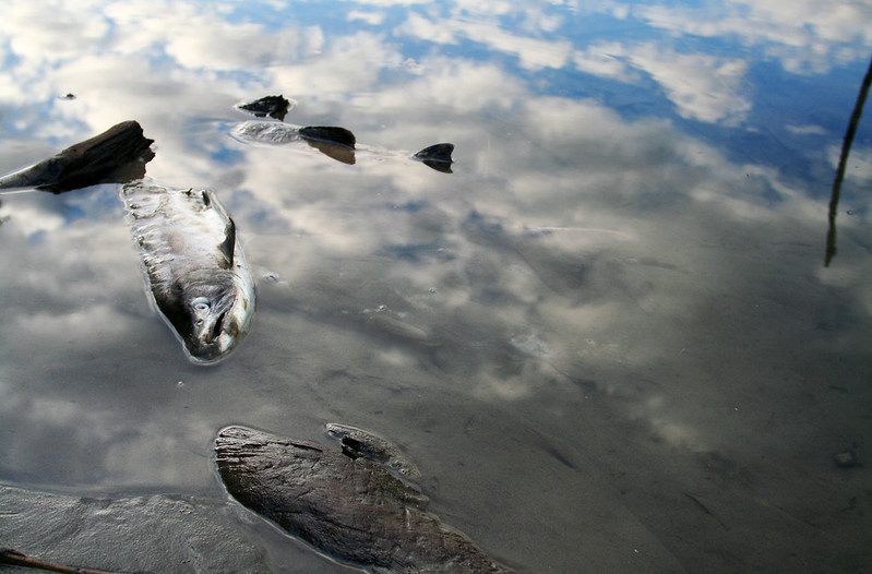 Firma Energoaqua dostala pokutu 5 milionů za otravu Bečvy