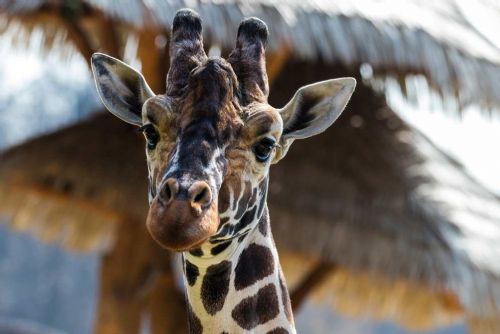 Foto: „Žirafa Paul z Jihlavské zoo míří do Dvora Králové, přijdou tři noví samci“