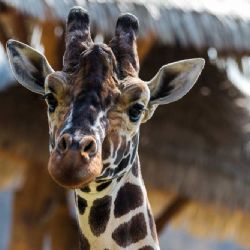 „Žirafa Paul z Jihlavské zoo míří do Dvora Králové, přijdou tři noví samci“