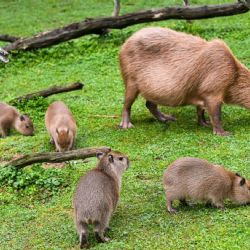 Historický úspěch - Zlínská zoo uvítala šest mláďat kapybar