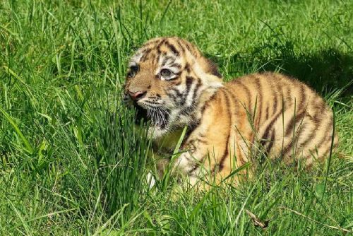 Foto: Zlínská zoo slaví: Tygří mládě roste a prospívá