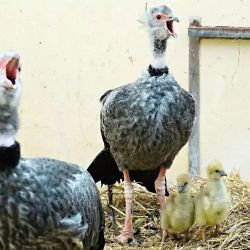 Úspěšný odchov vzácných čáje chocholatých v Zoo Zlín