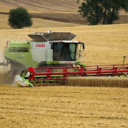 Deště ohrožují sklizeň: Řepka a pšenice v ohrožení na Vsetínsku