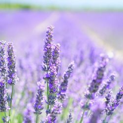 Levandulové království na Velehradě láká návštěvníky
