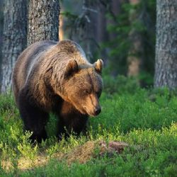 Medvěd v Petrůvce: Výstraha pro občany!