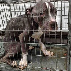 Zubožený pes v Uherském Hradišti zachráněn